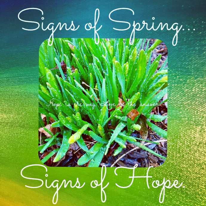 Signs of Spring... Signs of Hope.