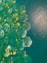 Load image into Gallery viewer, Dandelion Dream
